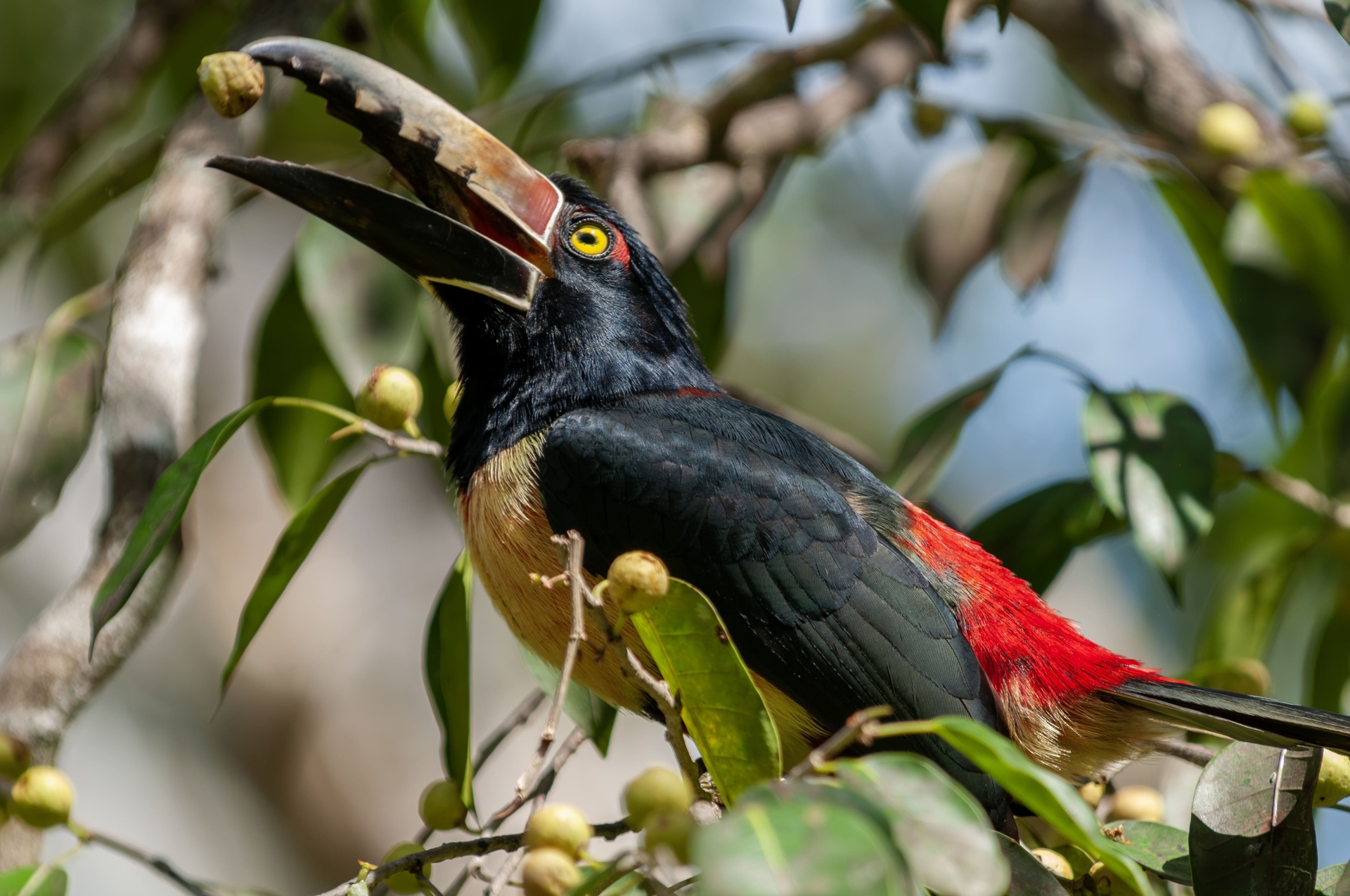 Araçari à collier