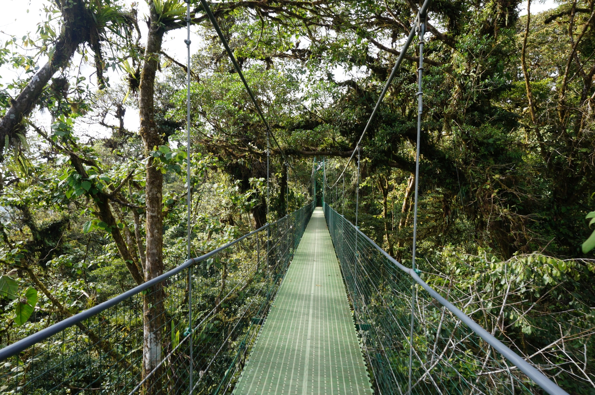 Monetverde - cloud forest - pont suspendu
