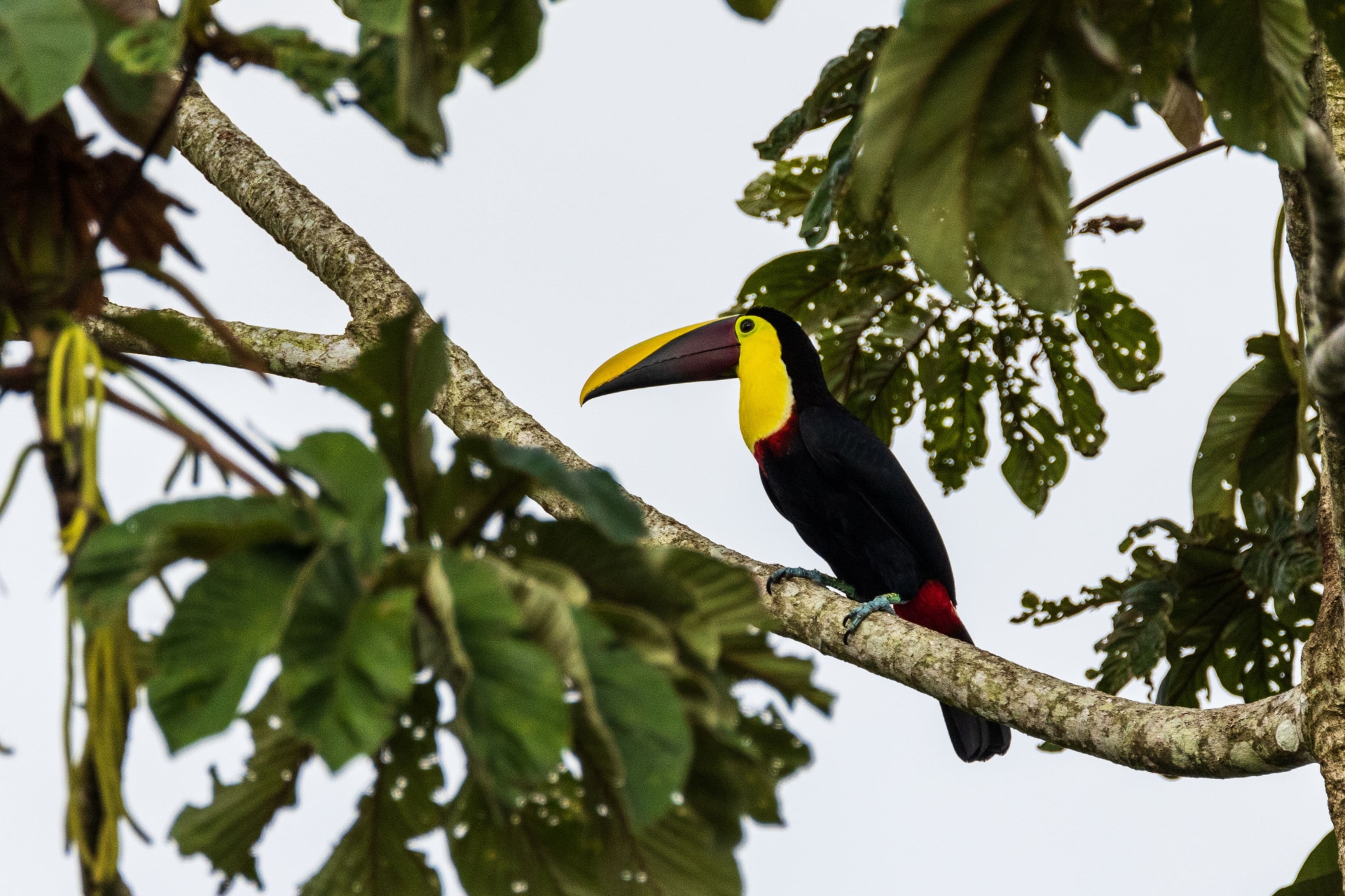 Toucan à gorge jaune