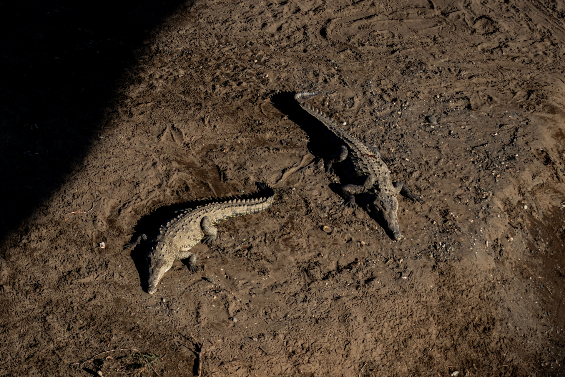 Crocodiles Tárcoles