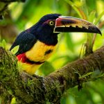 Le paradis des oiseaux