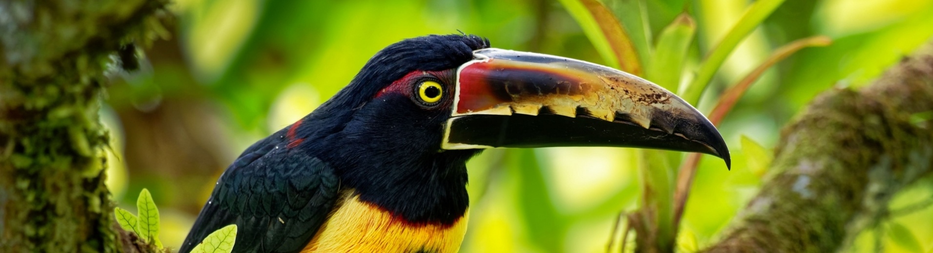 aracari-costa-rica