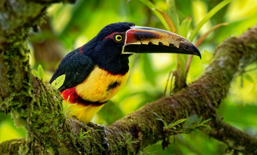 Costa Rica Faune Voyage nature, séjour Faune & Flore - Costa Rica sur Mesure
