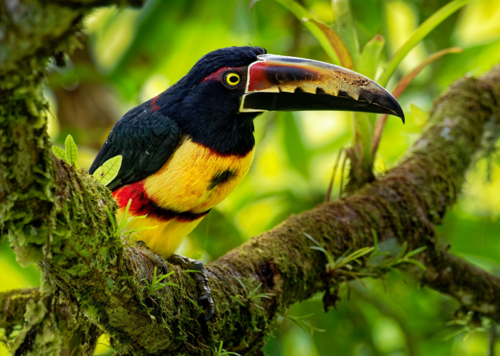 aracari-costa-rica