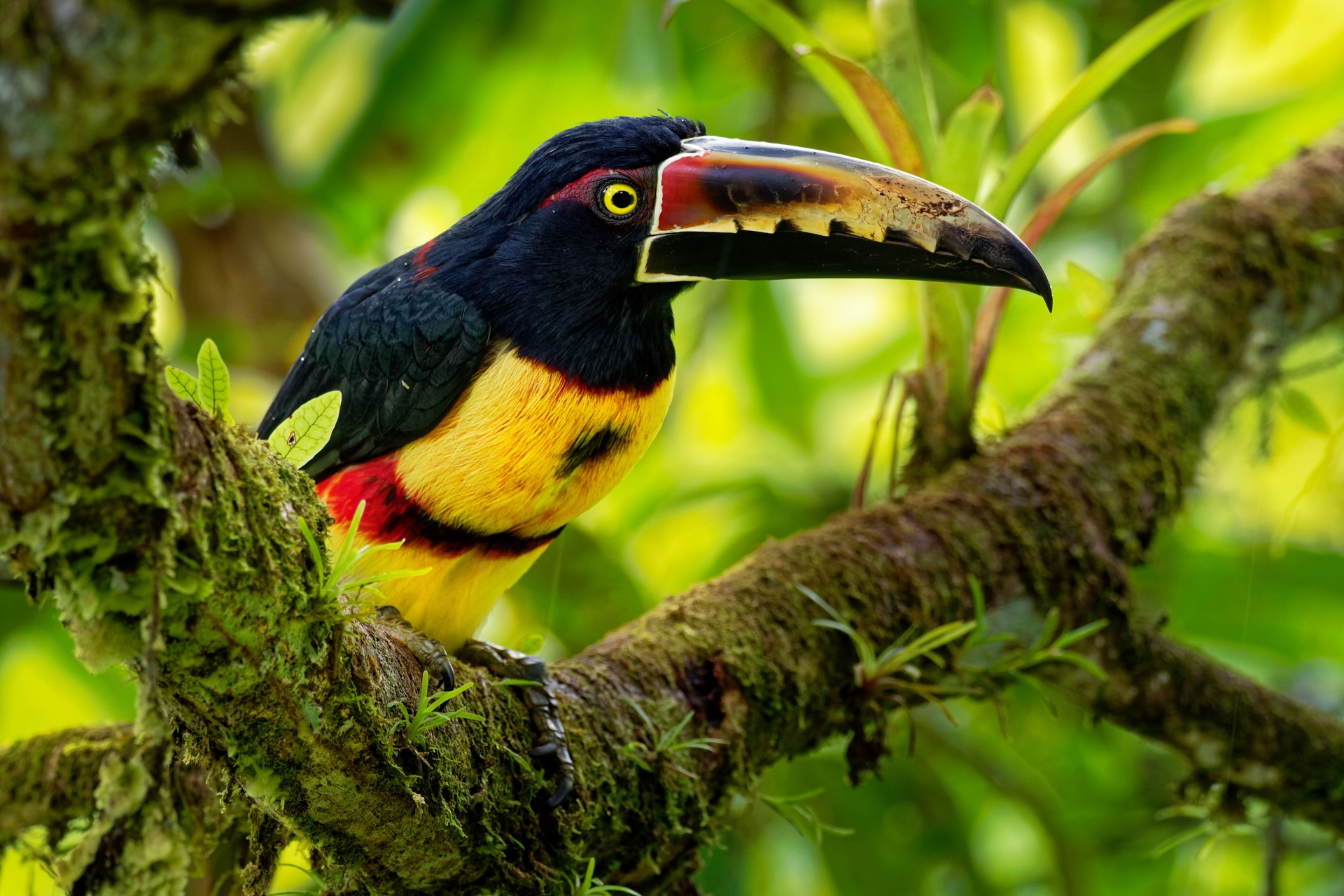 Ornithologie - végétaux qui attirent les oiseaux dans le jardin