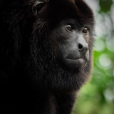 la-selva-costa-rica