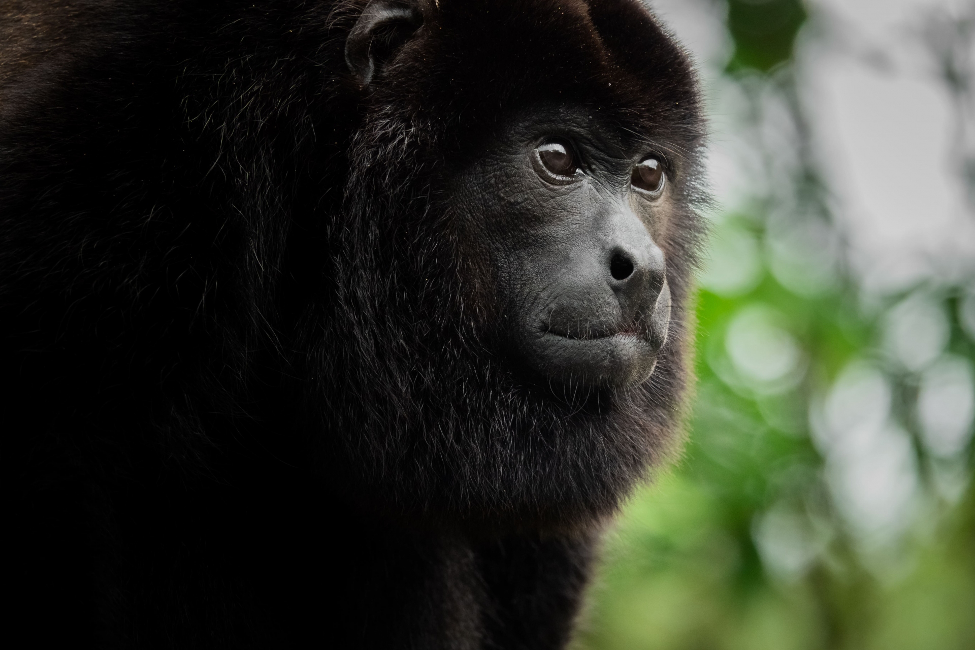 la-selva-costa-rica
