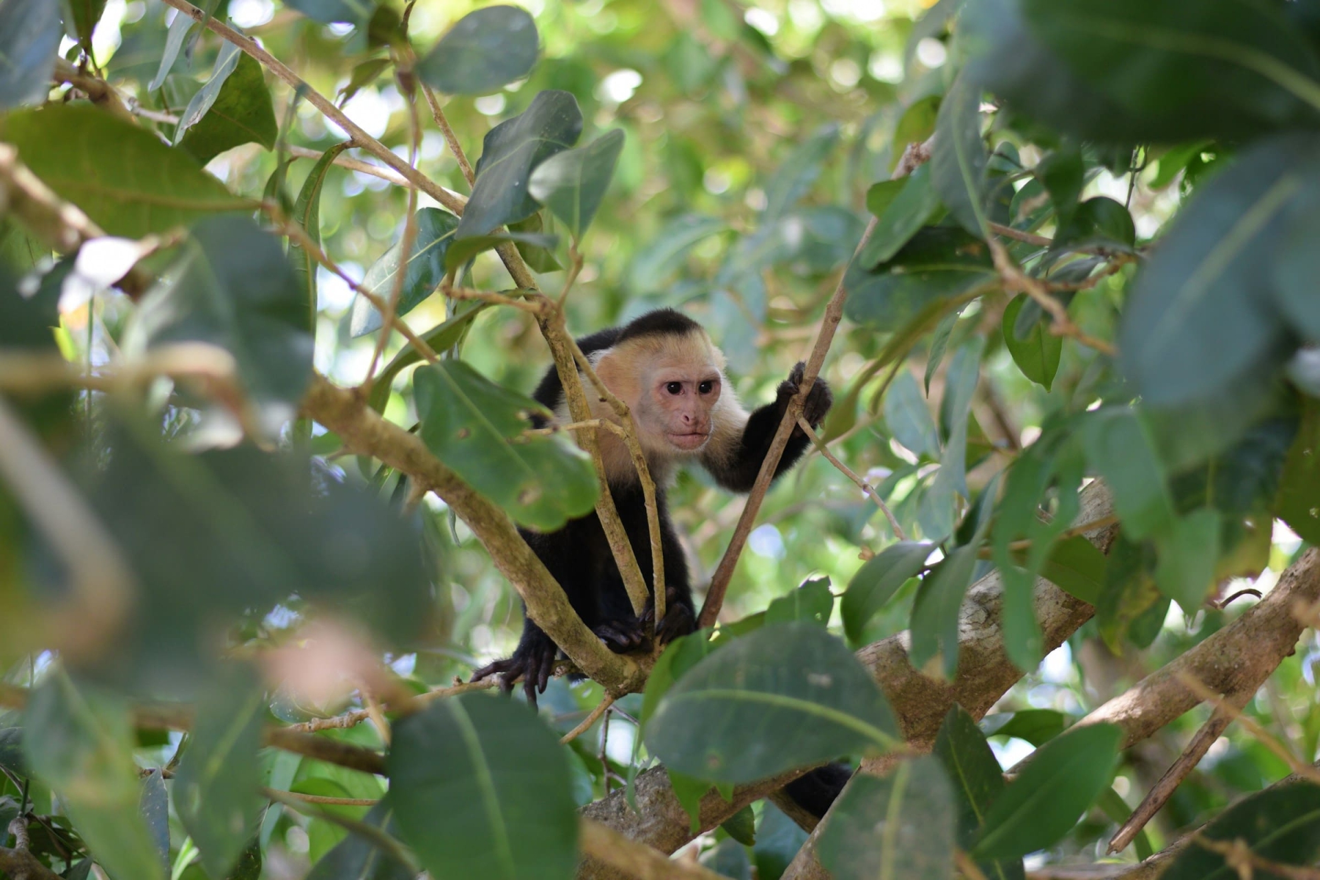 Capucin, singe
