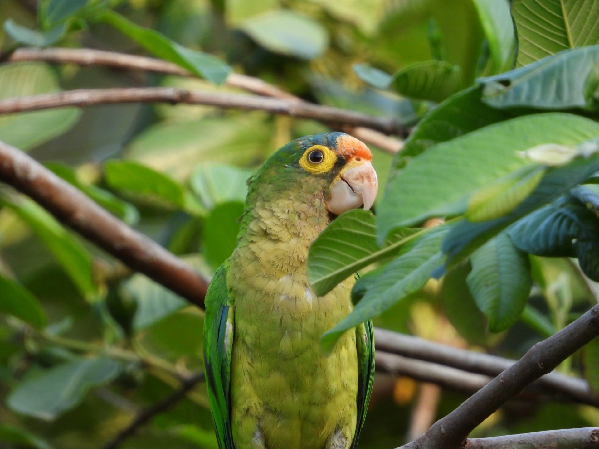 Puntarenas, Perroquet vert