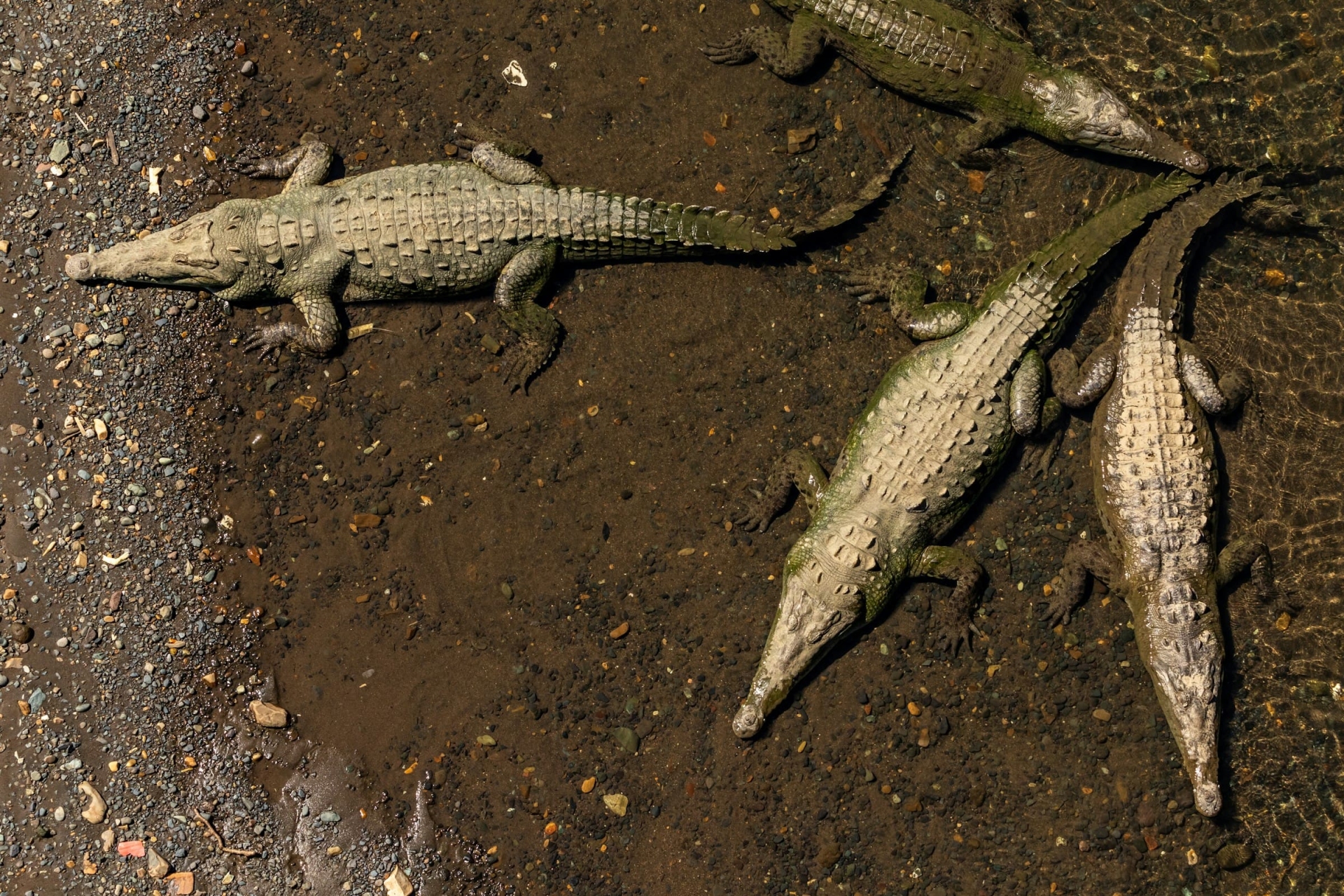 Crocodiles Costa Rica