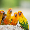 famille-oiseaux-costa-rica