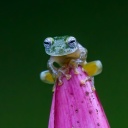 Grenouille dans le parc de Tortuguero au Costa Rica