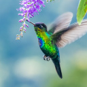 Colibris au Costa Rica