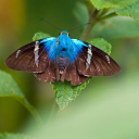 Papillon à Monteverde au Costa Rica