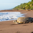 Tortue verte sur la plage à Tortuguero au Costa Rica