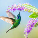 Colibri