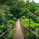 monteverde-costa-rica-avis