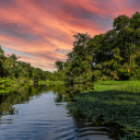 tortuguero-costa-rica-avis