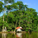 tortuguero-costa-rica-avis