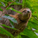 manuel-antonio-costa-rica-paresseux