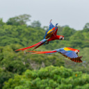 costa-rica-perroquets