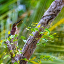 Cahuita Parc national