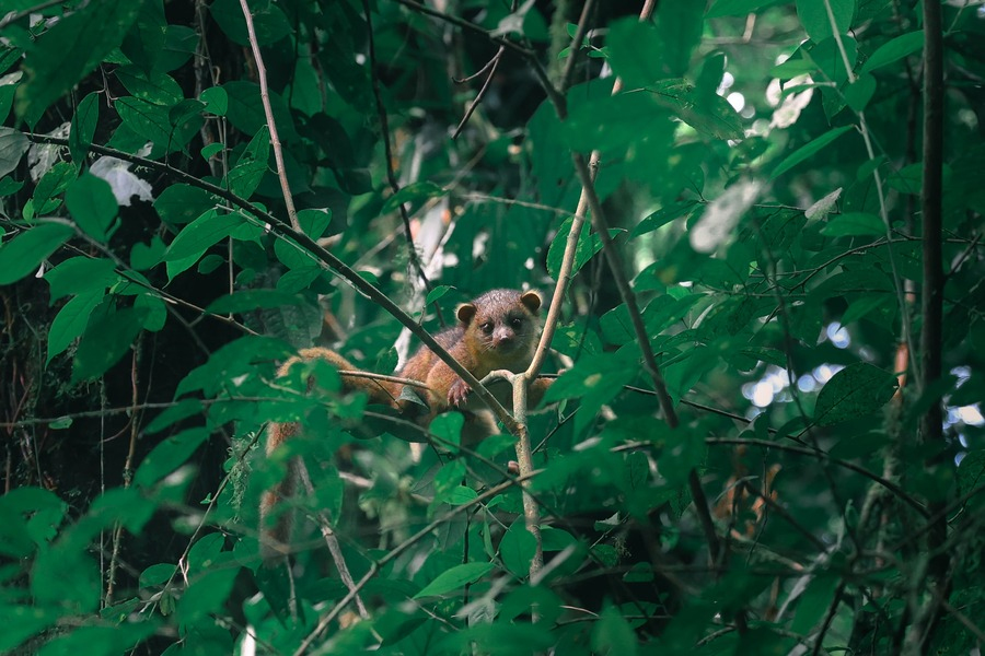 kinkajou-costa-rica