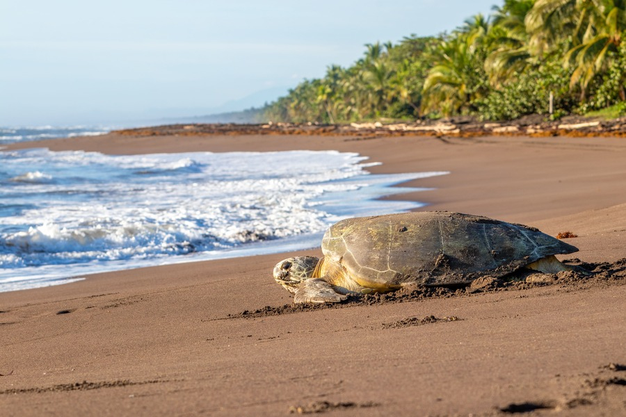 tortuguero-costa-rica