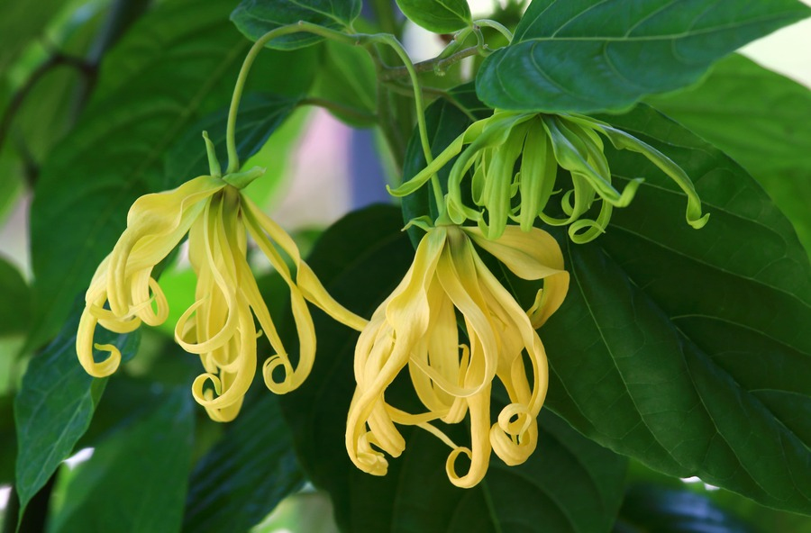 ylang-ylang-costa-rica