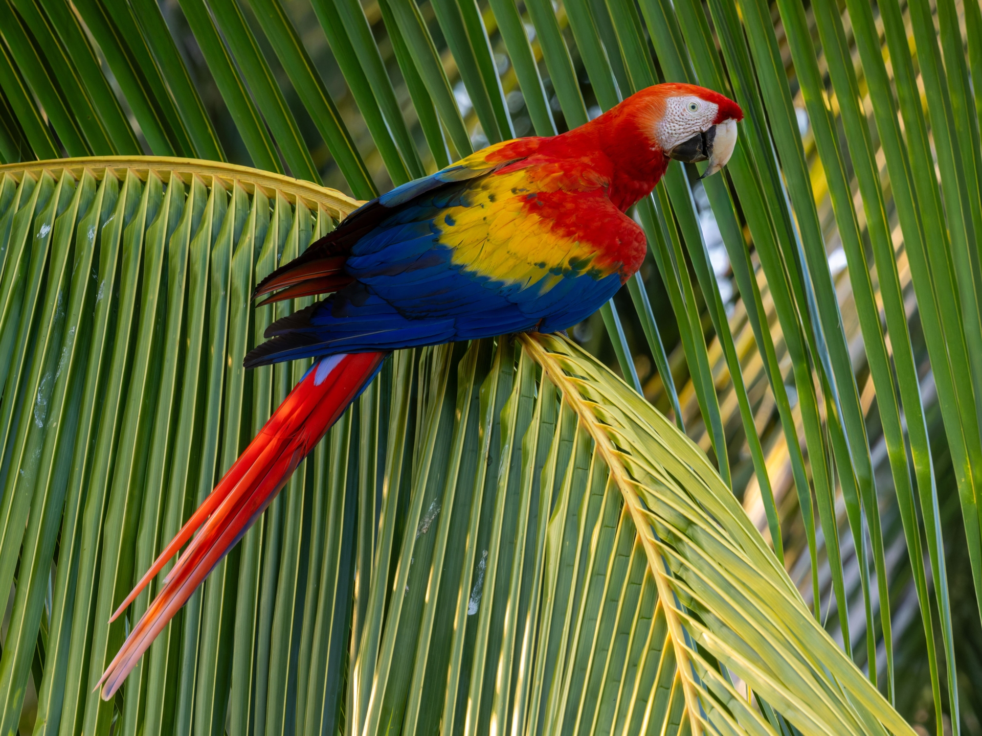 ara-rouge-costa-rica