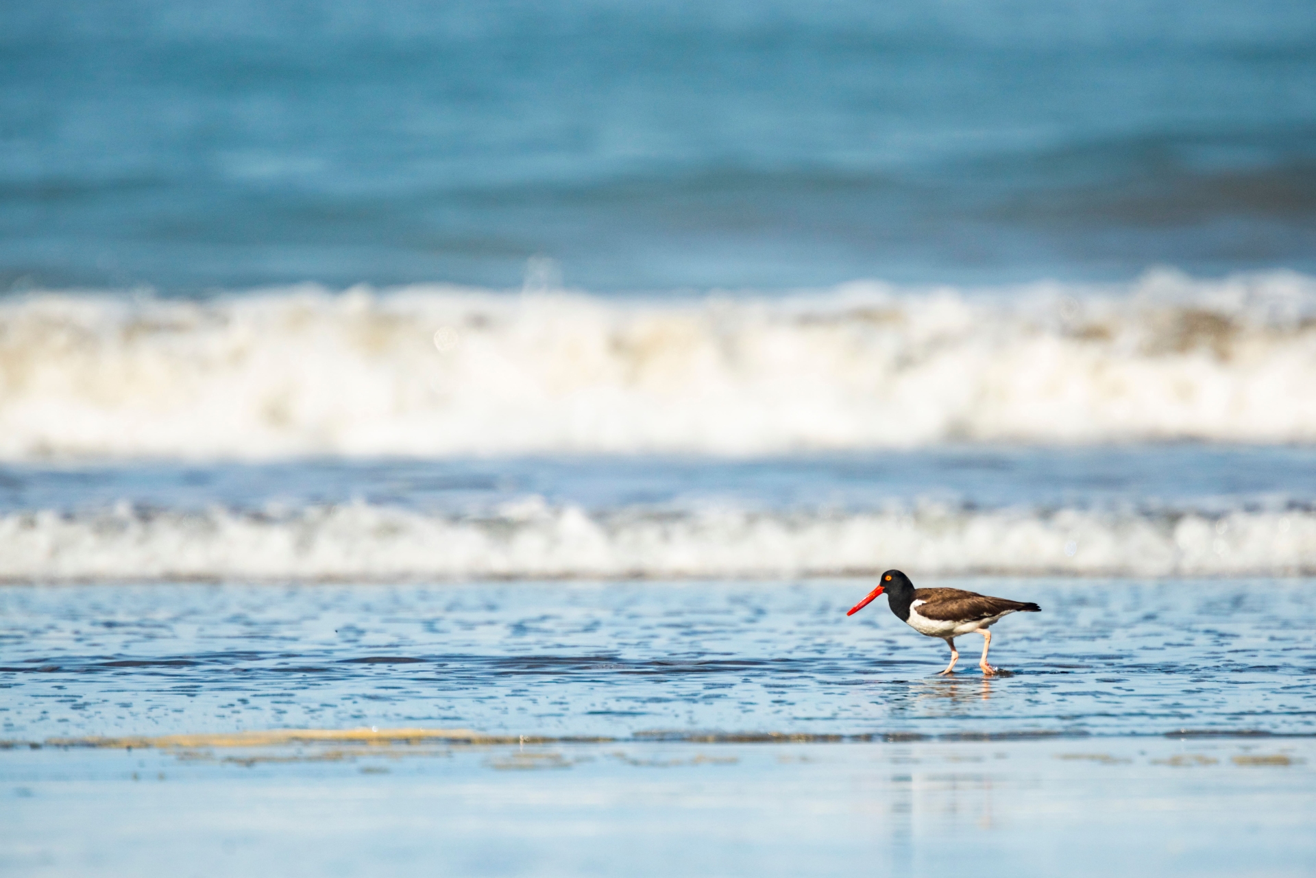 oiseau costa rica Uvita