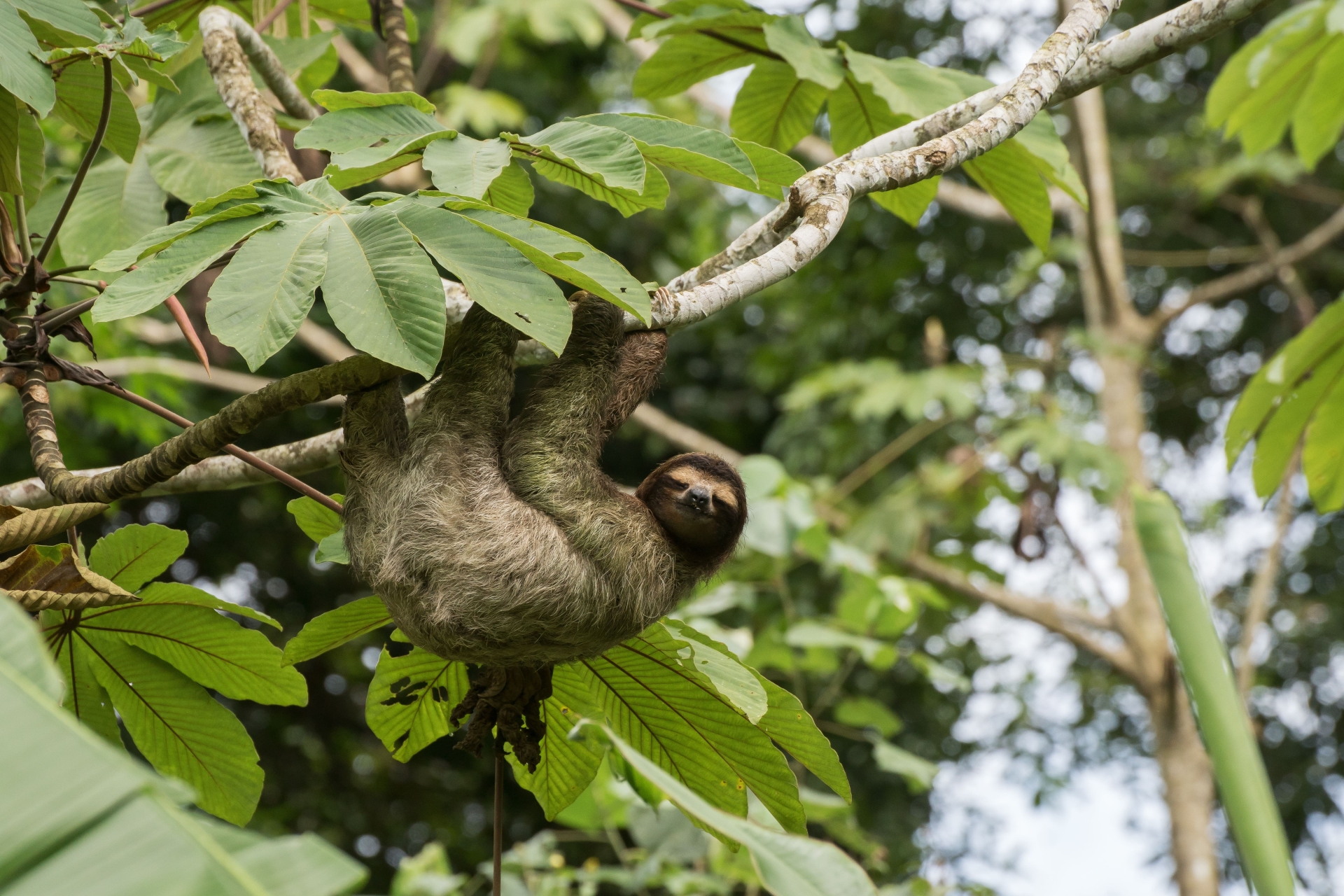 paresseux-costa-rica