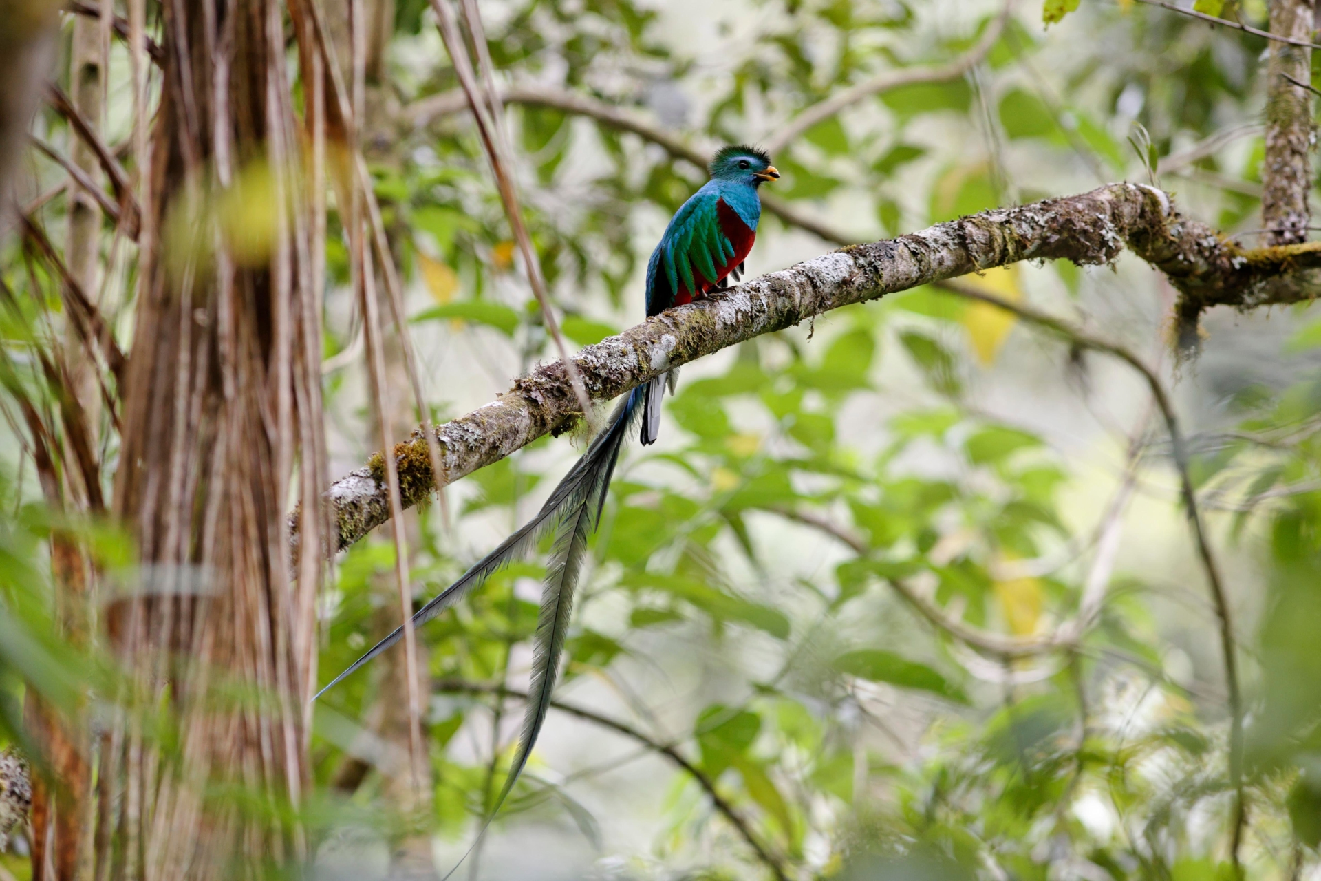 quetzal-costa-rica