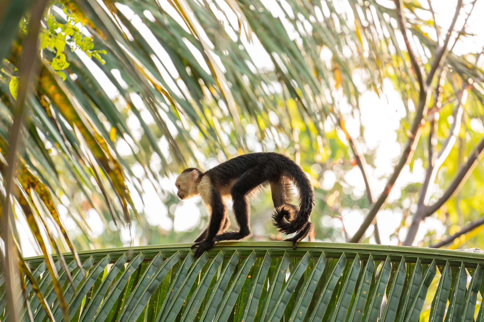 Singe Costa Rica Puntarenas