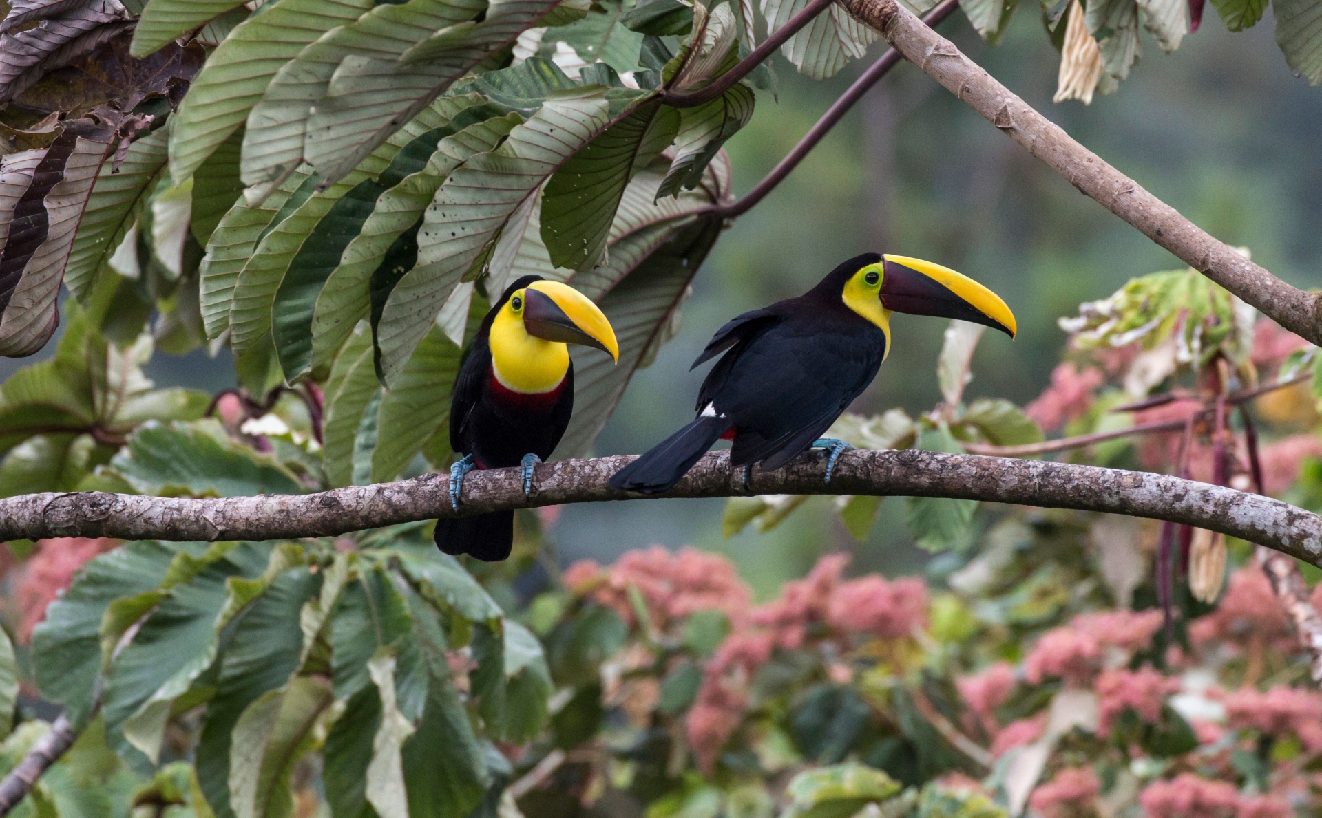 toucans-costa-rica