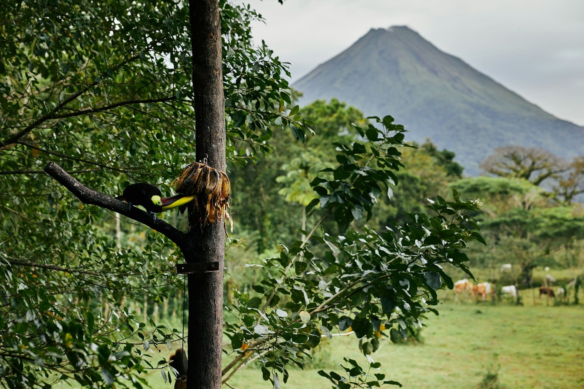 vue-volcan-arenal