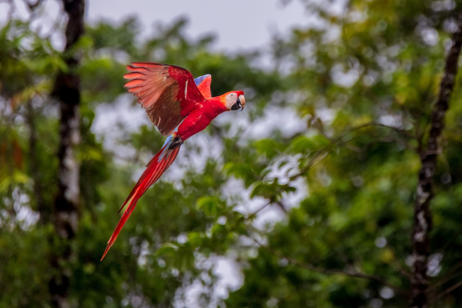 Ara rouge