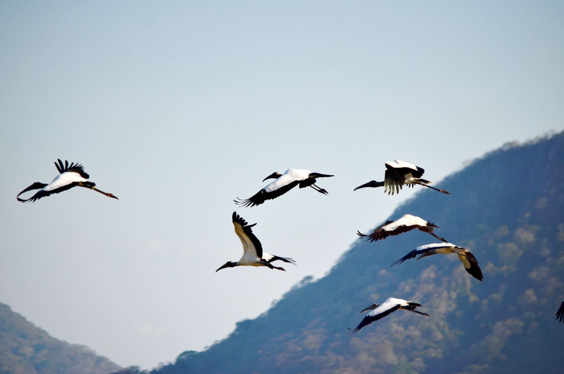 Oiseaux Palo Verde