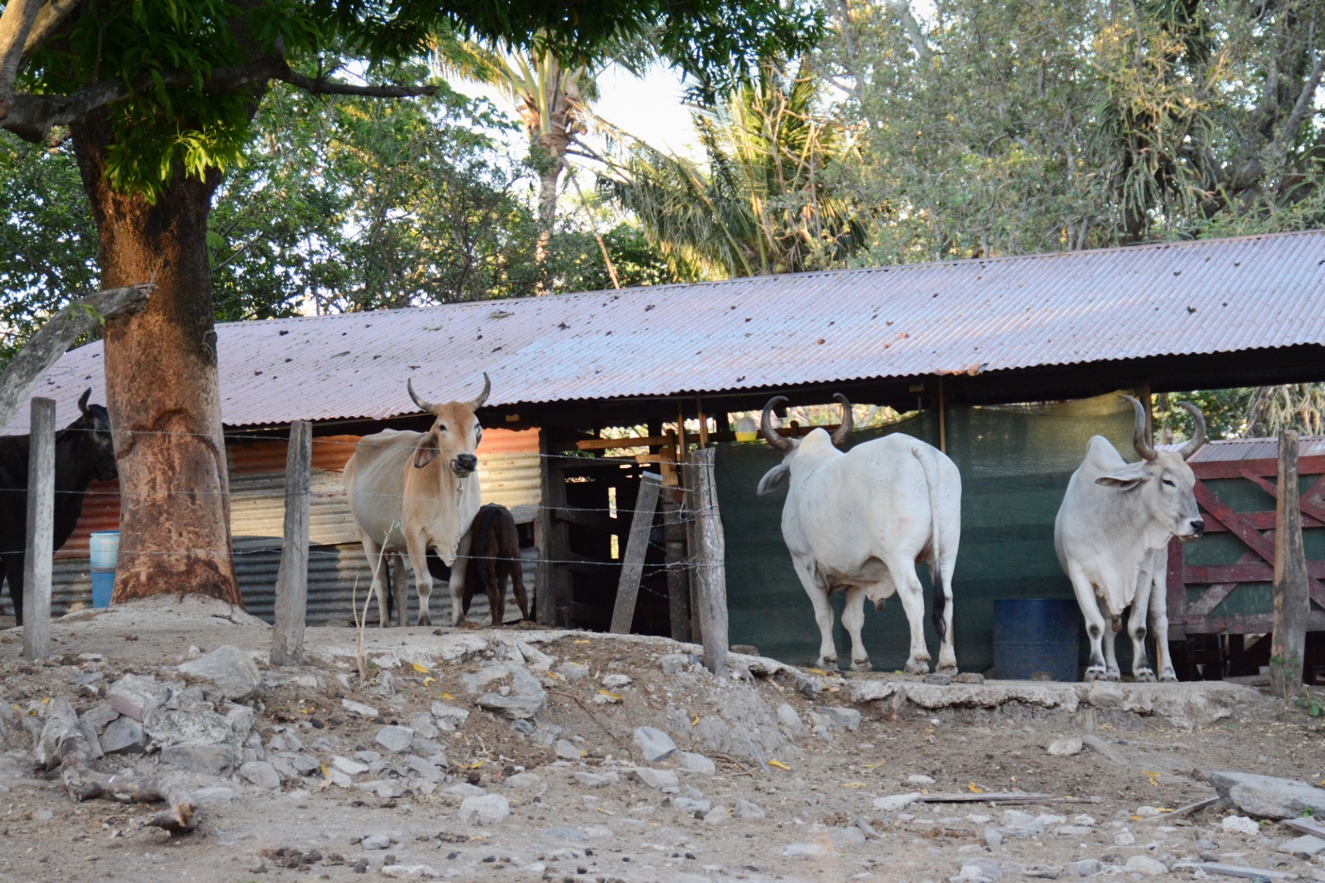 rincon-de-la-vieja-vache-costa-rica