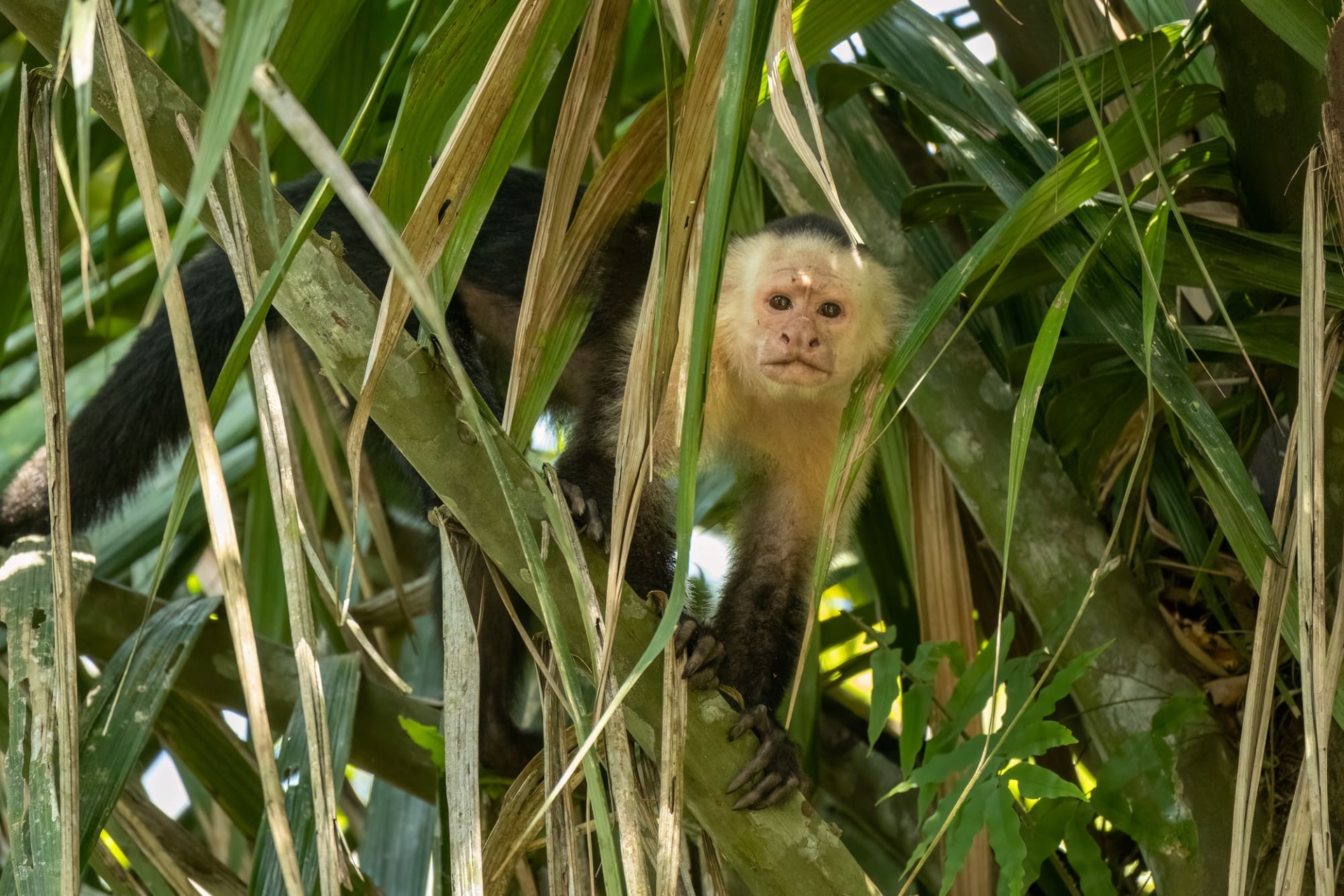 Singe Capucin Costa Rica