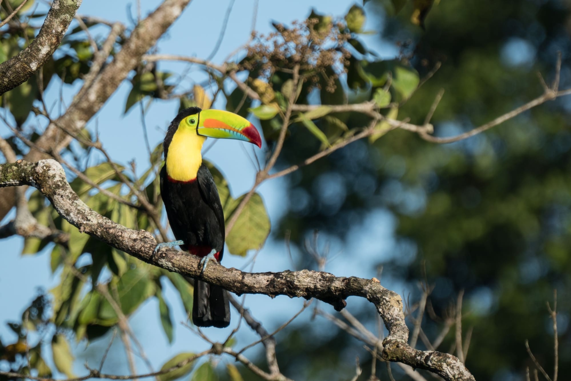 toucan-boca-tapada-costa-rica